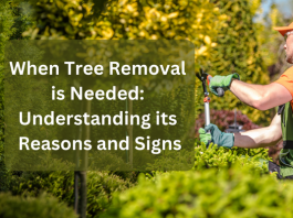When Tree Removal is Needed Understanding its Reasons and Signs (1)