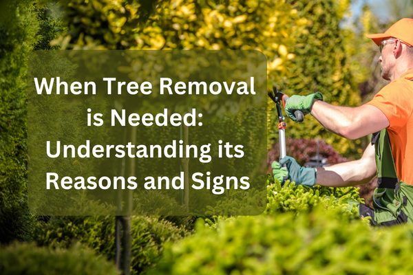 When tree removal is needed understanding its reasons and signs (1)