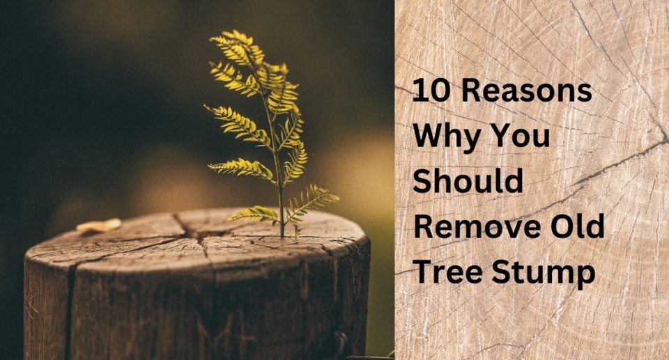 10 Reasons Why You Should Remove Old Tree Stump