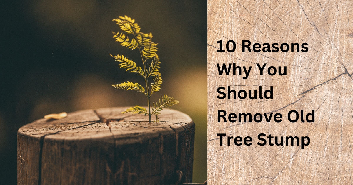 10 Reasons Why You Should Remove Old Tree Stump