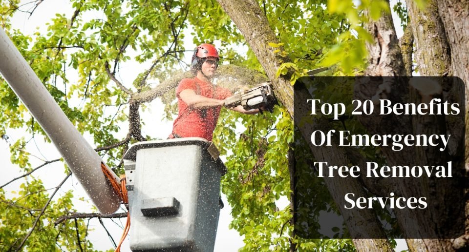 Top 20 Benefits Of Emergency Tree Removal Services