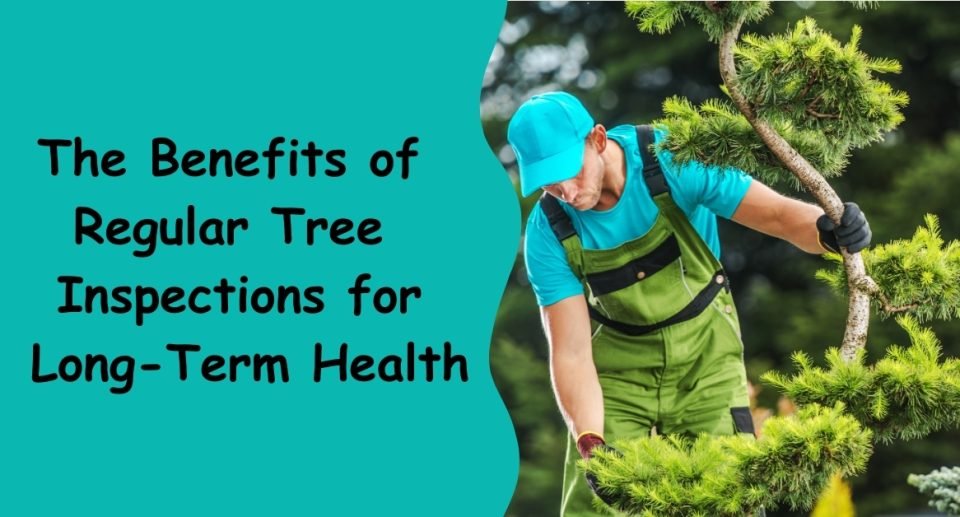 The Benefits of Regular Tree Inspections for Long Term Health