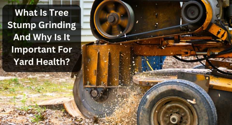 What Is Tree Stump Grinding And Why Is It Important For Yard Health?