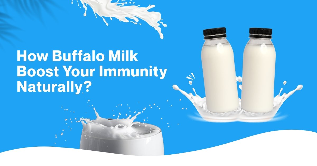 How Buffalo Milk boost Your Immunity Naturally?